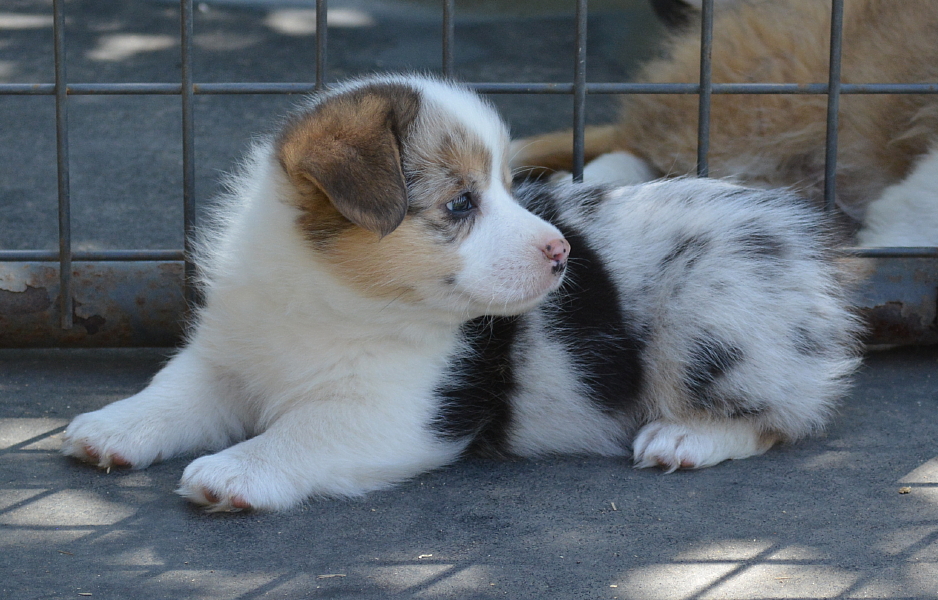 Pembroke Welsh Corgi Puppies